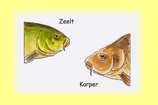 Zo leer je vissen — illustratie 4